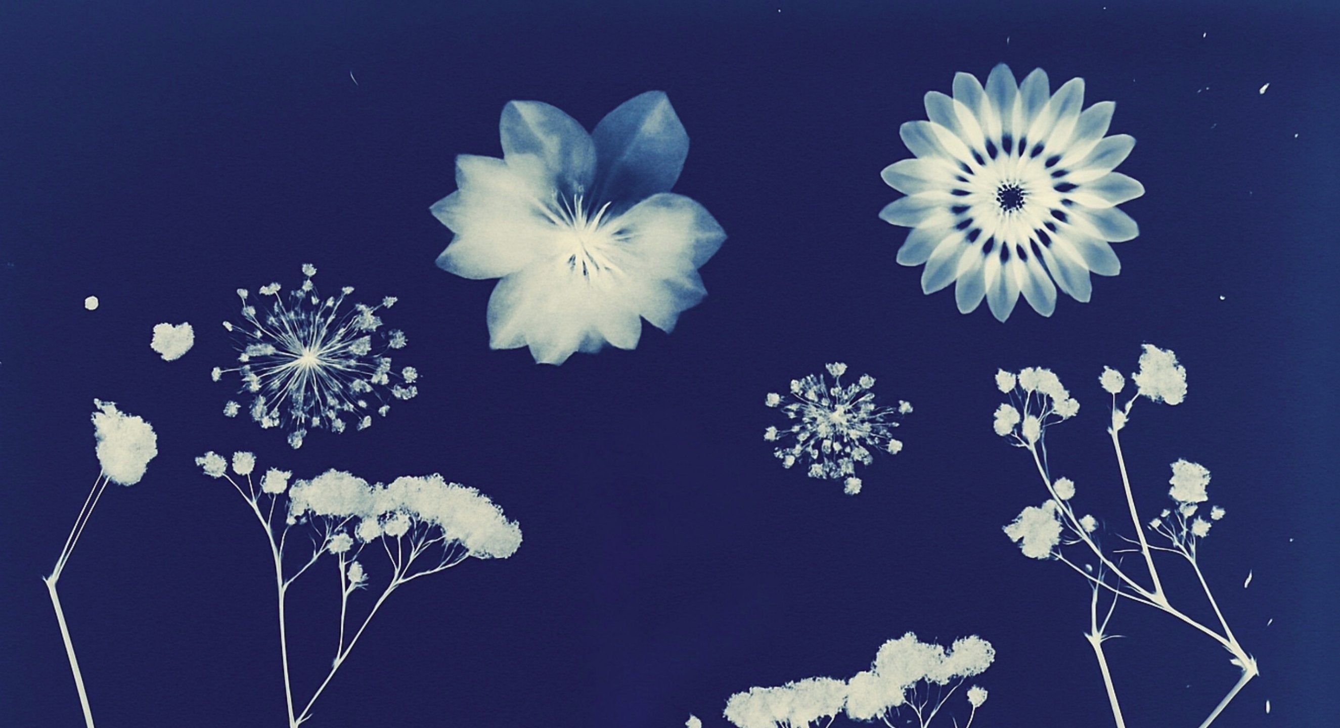 Blue Indigo White Cyanotype Art